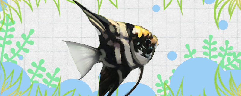 冬天养鱼要加热棒吗养什么鱼用加热棒(冬天养鱼不用加热棒)