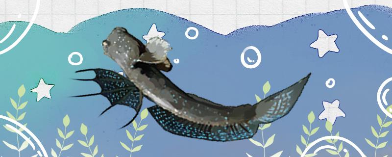 弹涂鱼能养殖吗怎么养(弹涂鱼能养殖吗怎么养活)