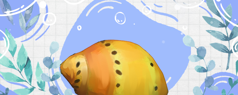 洋葱螺产卵吗怎么孵化(洋葱螺会到处产卵么)