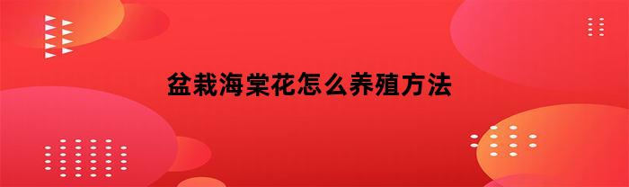 盆栽海棠花怎么养殖方法(盆栽海棠花的养殖方法和注意事项 盆栽)