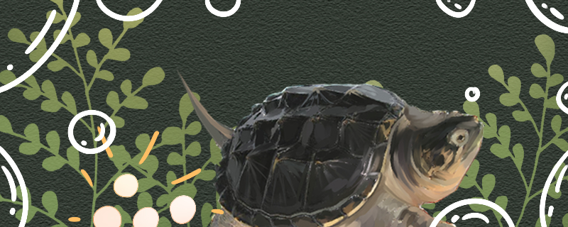 鳄龟多大才能下蛋一次能下多少蛋(鳄龟多大能下蛋?)