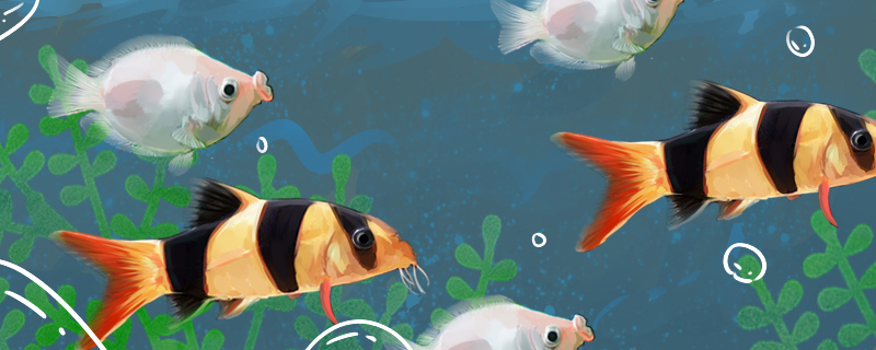 三间鼠鱼能和什么鱼混养混养要注意什么(三间鼠鱼能和其他鼠鱼混养吗)