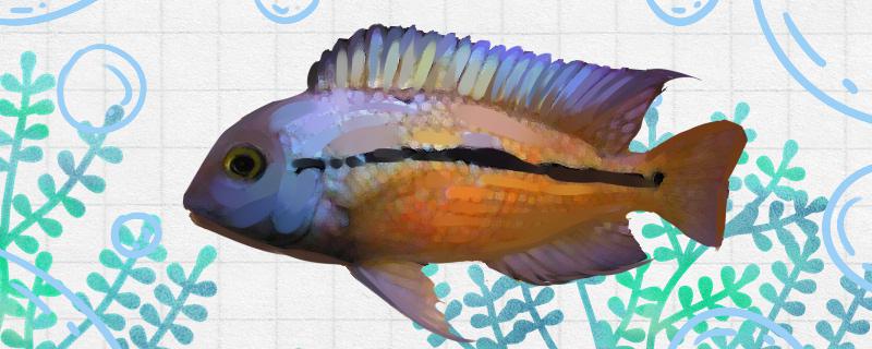 珍珠火口鱼好养吗怎么养(珍珠火口鱼能混养吗)