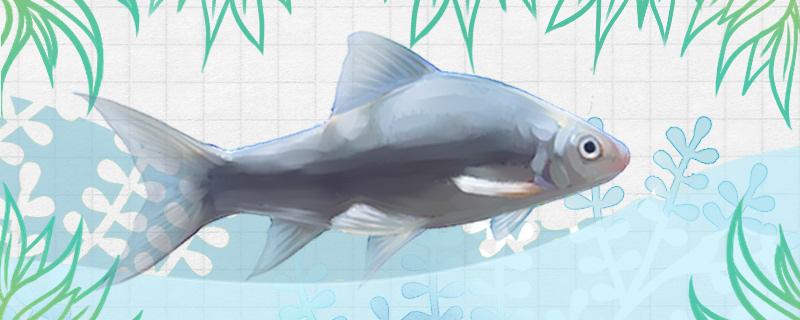 土鲮鱼用什么料钓最好钓底还是钓浮(土鲮鱼是钓底还是钓浮)