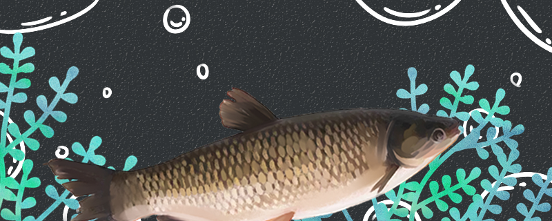 草鱼下雨天要喂食吗最多几天不喂食(雨天草鱼吃食吗)