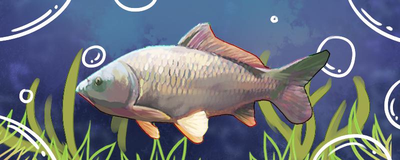 夏天夜钓鲤鱼钓多远多深用什么饵料好(夏天夜钓鲤鱼钓多远多深用什么饵料好最好)