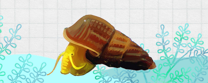 苏拉威西螺吃什么多久喂一次(苏拉维西螺)