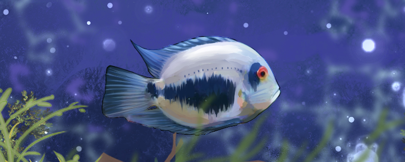 鱼缸开缸的步骤开缸的四个步骤详解(鱼缸开缸注意事项)