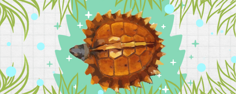 刺山龟好养吗怎么养(刺龟鱼养殖技术)