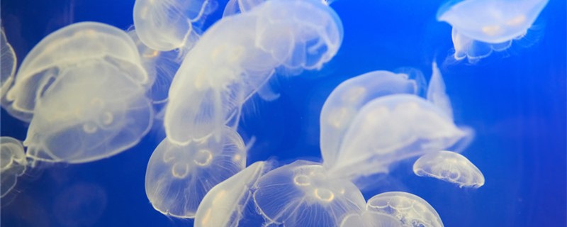水母有心脏吗有骨头吗(水母有心脏吗?)