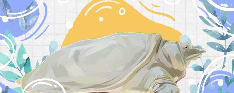 甲鱼吃什么食物怎么养(吃甲鱼不能和什么一起吃)