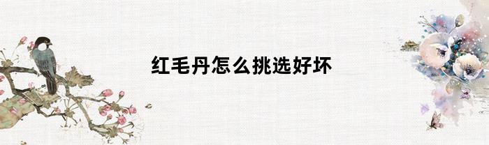 红毛丹怎么挑选好坏(如何挑红毛丹)