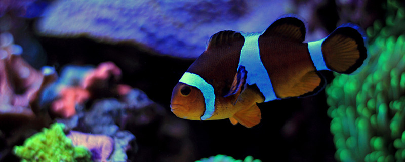 鱼吃撑了肚子大侧翻怎么办鱼侧翻了怎么抢救(鱼吃撑了肚子大侧翻能活吗)