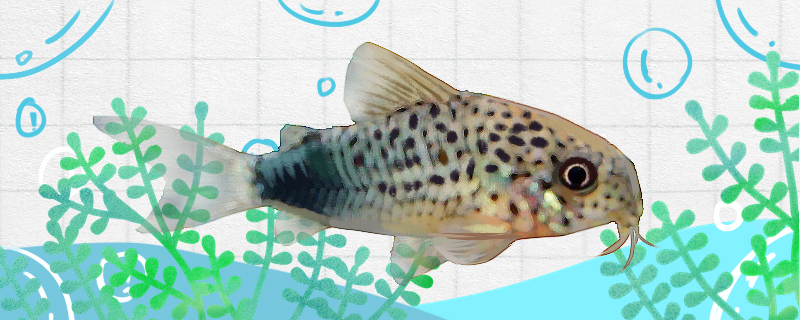 紫罗兰鼠鱼好养吗怎么养(紫罗兰海水鱼好养)