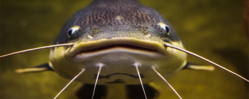 死过鱼的鱼缸怎么消毒鱼死完了怎么开缸(鱼缸死完鱼还用消毒吗)