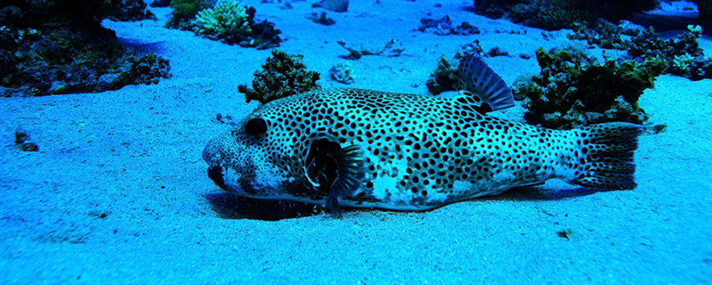 鱼靠什么保持身体平衡不同的鱼鳍有哪些作用(鱼是靠什么保持平衡)