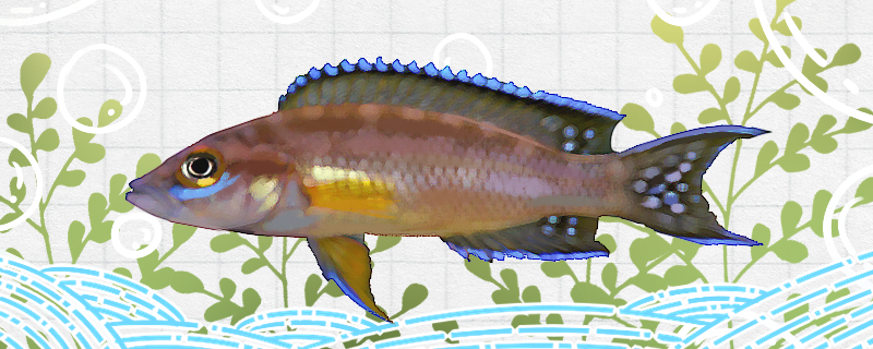 虎皮天堂鸟鱼好养吗怎么养(葫芦古镇作文)