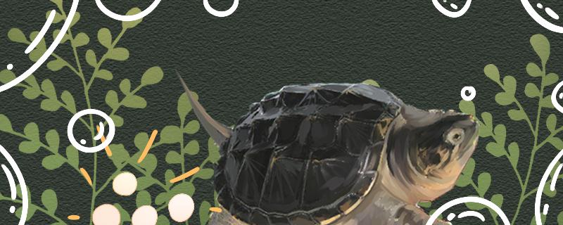 鳄龟多大可以交配多久可以产卵(鳄龟多大才能下蛋)