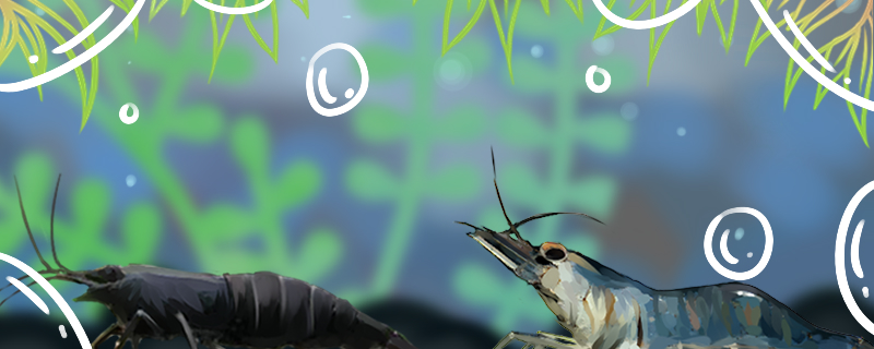 大眼贼虾吃黑壳虾吗吃鱼吗(大眼贼虾会吃水草吗)