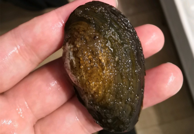 草鱼能够自己繁殖不