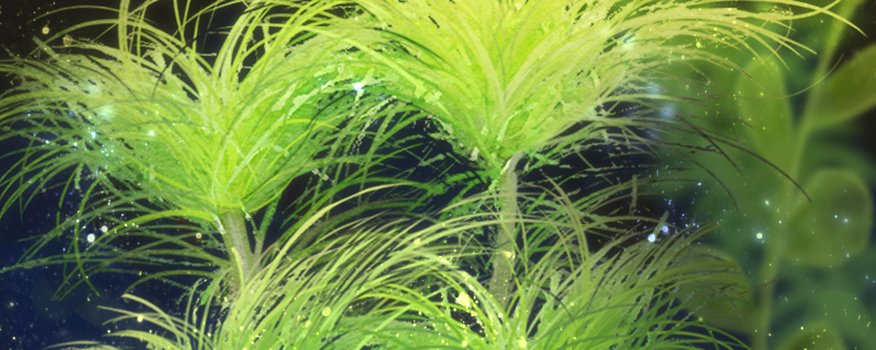 粉丝太阳水草好养吗怎么养(太阳花可以水培养吗)