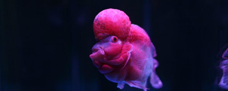 罗汉鱼过滤材料放什么装饰物放什么好(罗汉鱼缸用什么过滤好)