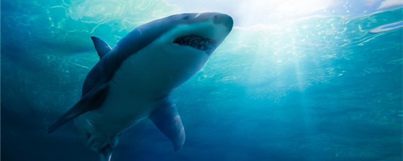 鲨鱼是群居还是独居有群居的品种吗(鲨鱼是不是群居)