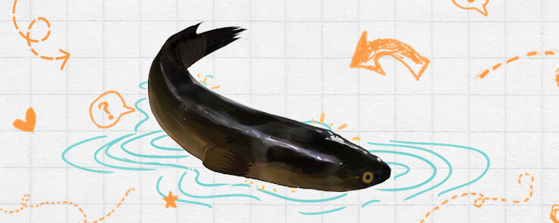 黑鱼是淡水鱼还是海水鱼为什么那么多粘液(黑鱼是海鱼还是淡水鱼?)