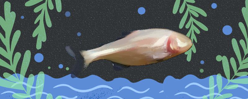 盲眼灯鱼好养吗怎么养(盲鱼眼睛的退化是黑暗环境选择的结果)