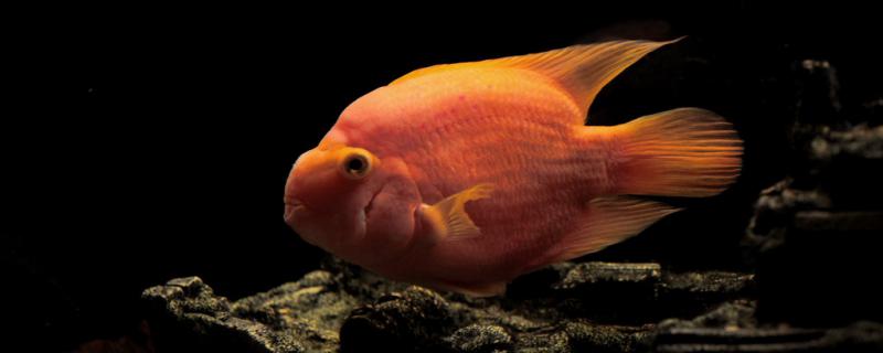 鹦鹉鱼烂尾烂鳍是什么原因能长好吗(鹦鹉鱼烂尾烂鳍怎么回事儿?)