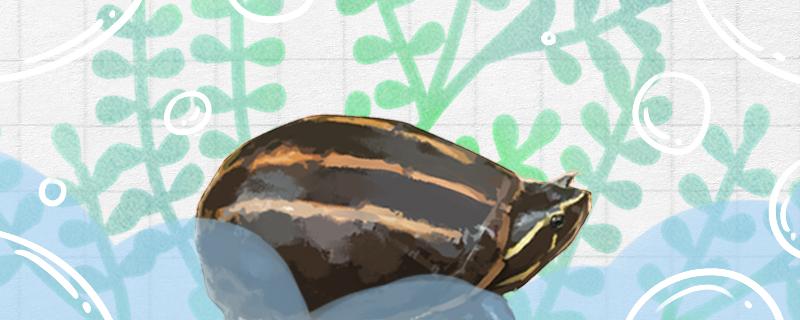 果核龟长大是什么样子的怎么养长得好(果核龟长大是什么样子的怎么养长得好快)