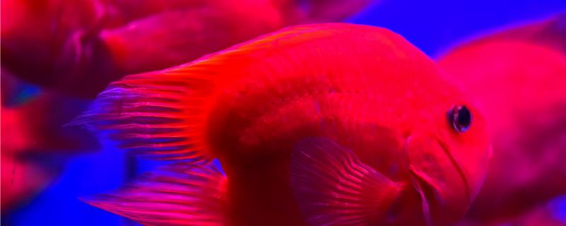鹦鹉鱼尾巴变黑怎么回事怎么解决(鹦鹉鱼尾巴发黑是怎么回事)