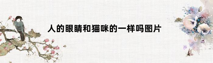 人的眼睛和猫咪的一样吗图片(人的眼睛像猫眼睛图片)