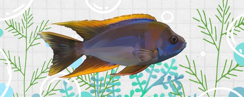 马鲷鱼可以和什么混养能和鹦鹉鱼混养吗(马鲷鱼和鹦鹉鱼能一起养吗)