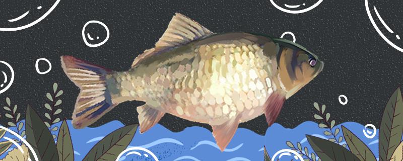 钓鲫鱼时会有小鱼闹窝吗小鱼闹窝的最有效的方法是什么(钓鲫鱼小鱼太多怎么钓鲫鱼小鱼闹窝怎么办)