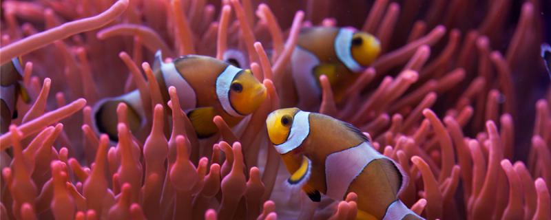 小丑鱼一天喂多少颗粒饲料还需要喂其它食物吗(小丑鱼一次喂几粒)