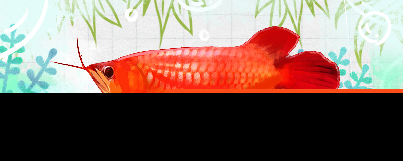 红底红龙鱼好养吗怎么养(红龙鱼的底色怎么挑选)