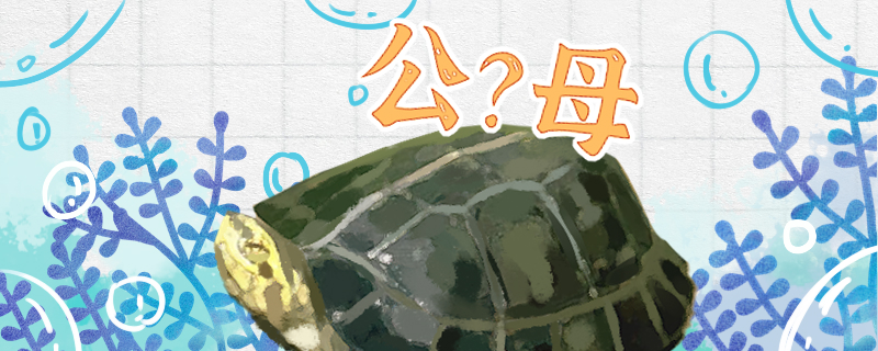 黄头庙龟怎么看公母公母能一起养吗(黄头庙龟一年产多少个蛋)