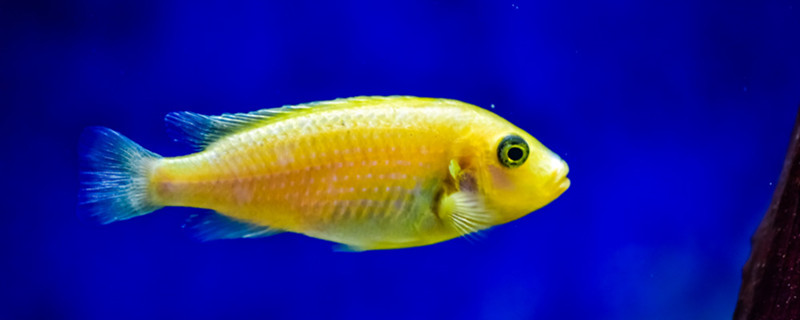 鱼有没有牙齿鱼类的牙齿与觅食方式(鱼有牙齿吗图片大全)