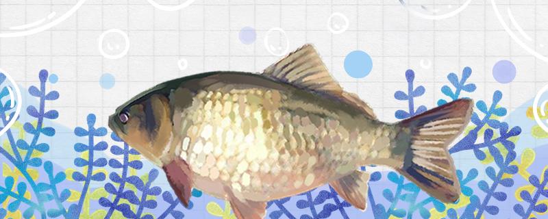 天冷好钓鲫鱼吗天冷如何钓鲫鱼(天冷钓鲫鱼用什么饵料最好)