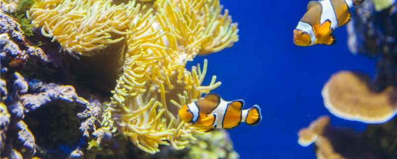 小丑鱼一个月能长几厘米最大能长多大(小丑鱼一年能长多大)