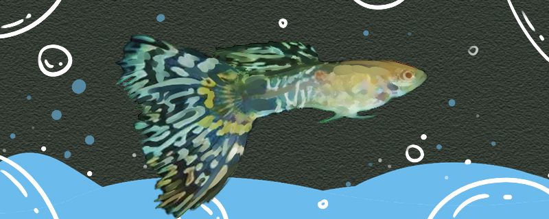 蛇纹孔雀鱼好养吗怎么养(蛇纹红蕾丝孔雀鱼)