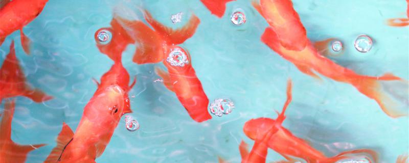 鱼卵孵化要一直光照吗鱼卵孵化后怎么养(鱼卵孵化后如何喂养)