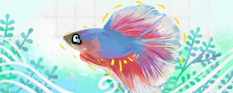 斗鱼肚子鼓鼓的是什么原因该怎么处理(斗鱼肚子鼓起来怎么回事)