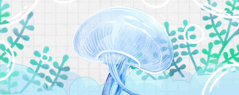 水母有脑子吗能睡觉吗(水母有脑子吗能睡觉吗视频)