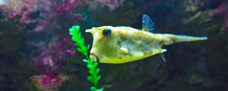 鱼尾巴分叉是怎么回事鱼尾巴分叉用什么药(鱼尾巴分岔)