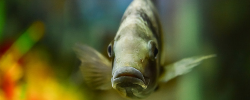 热带鱼多久繁殖一次热带鱼多长时间产一次仔(热带鱼多少时间繁殖一次)