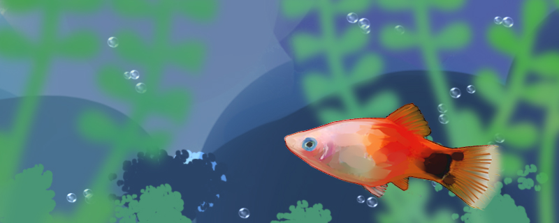 米奇鱼可以活多久能长多大(米奇鱼可以长到多大)