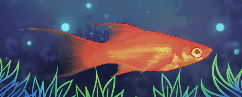 红双剑尾鱼好养吗怎么养(双剑红剑鱼)