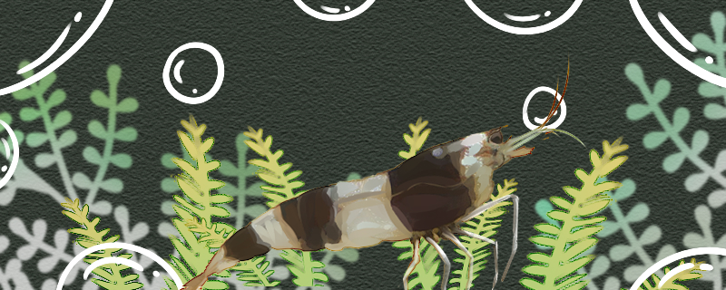 河虾喜欢吃什么食物怎么给河虾喂食(河虾爱吃啥?)